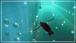 All DIVING animals aquatics race | Planet Zoo