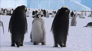 The Sounds Of Emperor Penguins And Their Chicks