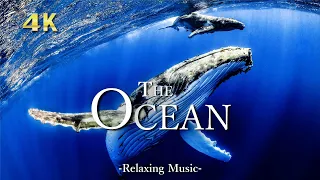 The Ocean 【4K Nature Relaxation Film ＆ music】 Beautiful Aquarium
