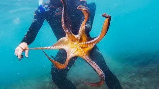 Amazing Octopus, Squid & Delicious Fish - Catch and Cook - Living From The Ocean