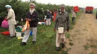 Abbotsford Berry in Canada