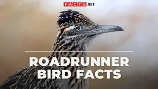 Roadrunner Bird Facts That Goes Beep Beep