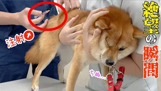 注射だとわかった瞬間絶望になった柴犬