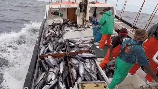 Tuna Pole Fishing Cape Town, MFV Puffin   HD 720p