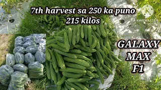 Ampalaya farming || bittergourd ||  update 58 days after direct seeding 7th harvest #GALAXYMAXF1