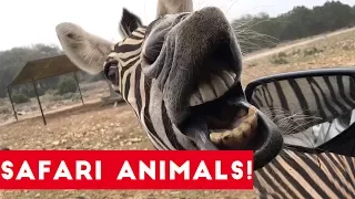 The Cutest Safari Animals Home Video Bloopers of 2017 Weekly Compilation | Funny Pet Videos