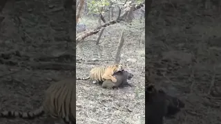 Tiger Hunting wild boar