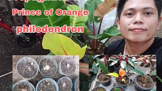 #philodendron, Prince of Orange, plants from cutting |to propagation.