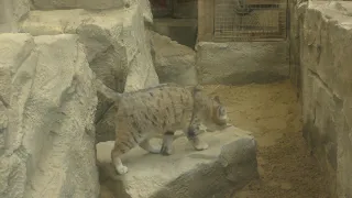 Sand Cat Exmoor Zoo( 27th December 2019)