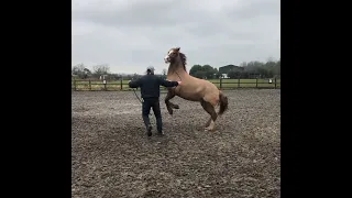 Horse is becoming dangerous but still loved by its owner!