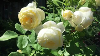 Первое цветение роз D.Austin в моем саду 24.06.20