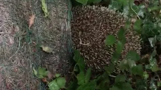 British Wild Hedgehog Release Sounds & Voices - Hornbeam Wood Hedgehog Sanctuary