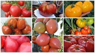 Знаменитые Минусинские томаты. Новые поступления семян в наш интернет-магазин