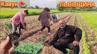 Садимо Кавун. Без Поливу нічого не буде. Вирощування Кавунів на Львівщині 🍉🇺🇦