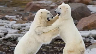 Wild Polar Bears Sparring