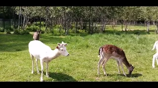 Европейские лани. Экскурсия к копытным. Подмосковный сафари-парк.