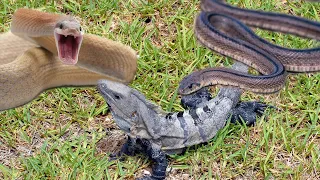 Iguana chased by killer Snakes