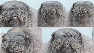 E.T. the Walrus sings a classic — Lilia de May — Music Video
