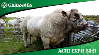 CLOUGHER FARM BEEF CATTLE - GRASSMEN AGRI EXPO DAY 1