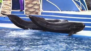 Dolphin Days (Full Show) at SeaWorld San Diego (1/10/17)