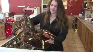 Woman Buys 23 Pound Lobster to Set Him Free