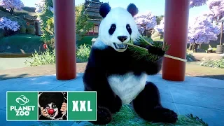 🦁 Mega Panda Gehege! | Panda Habitat | Speed Build | Planet Zoo | #025 | Deutsch