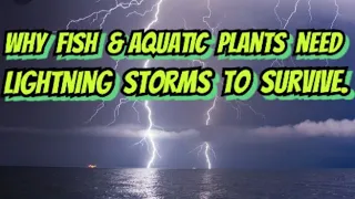 Why Lightning Storms Are Crucial For Your Fish, Shrimp & Aquariums Plants!