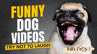 Funny Dogs Reaction Videos #50 | Angry Funny Cats | Funny Pets 2021 😍 KiKi Pets