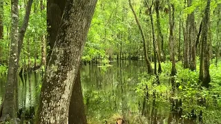 The creek after heavy rain - so green and fresh