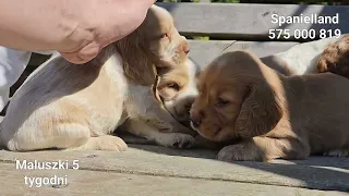 Cocker Spaniel Angielski, Orange Roan. Maluszki 5 tygodni. Spanielland.