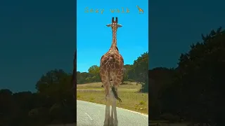 Sexy Walk Giraffe 🦒