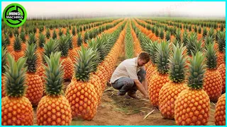 The Most Modern Agriculture Machines That Are At Another Level, How To Harvest Pineapples In Farm