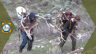 Wyoming Shed Hunters - Changes to Antler Collection Regulation