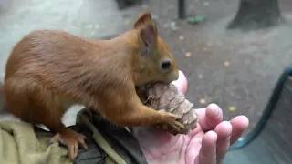 Белки. Как начинается мой день / Squirrels. How my day starts