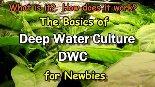 Hydroponics Using the DWC Deep Water Culture Technique: An Introduction for Newbies