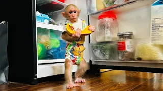Monkey Bibi open the fridge to find food when hungry!