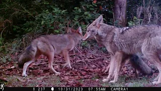 November 2023 West Low Trailcam Highlights