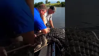 GIANT GATOR Caught On Fishing Rod! Pt 6/7 #shorts #short #viral #trending #youtubeshorts #shortvideo