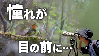 コルリを見つけるはずが憧れの夏鳥といるはずのない動物を見つけてしまいました 《α6700野鳥撮影｜Wildlife Photography》