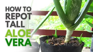 How To Repot Tall Aloe vera Plant