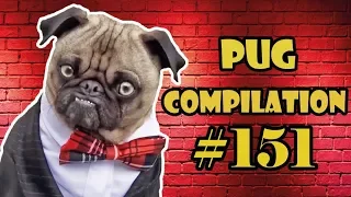 Pug Compilation 151 - Funny Dogs but only Pug Videos | Instapug