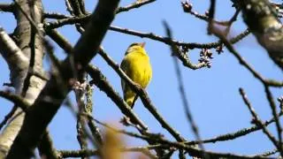 European Greenfinch Call #birds #birdsounds