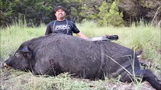 350 Pound Giant Texas Hog--Prime Bow Hunt