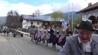 Maibaum -  Aufstellen in Inzell  (Dem Urlaubsort in Oberbayern) 30.04.2023