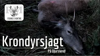 Krondyrsjagt - På Djursland | Hunting red deer in Denmark