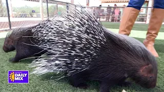 Out of Africa Wildlife Park | Meet Thumper & Thistle the Porcupettes