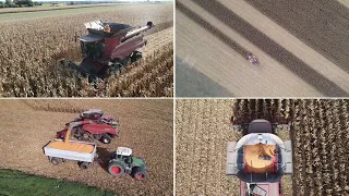 Sklizeň kukuřice kombajnem Case IH - 4K video quality - Harvesting corn with a Case IH combine