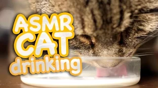 ASMR Cat - Drinking #2