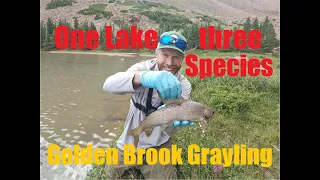 High Uintas backpacking / fly fishing - One lake with three species.