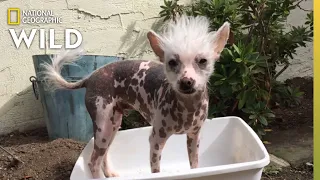 An Emotionally Attached Chinese Crested | Dog: Impossible